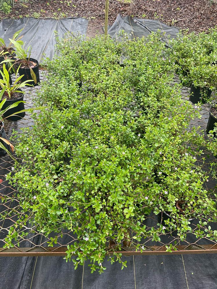 dyschoriste-humistrata-swamp-snakeherb-twinflower