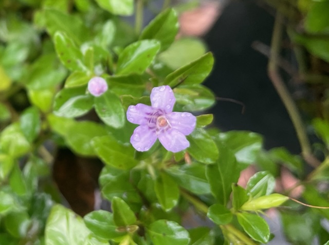 dyschoriste-humistrata-swamp-snakeherb-twinflower