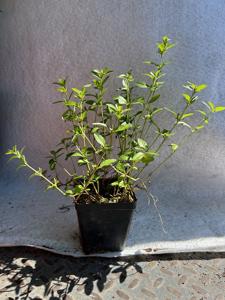 dyschoriste-humistrata-swamp-snakeherb-twinflower
