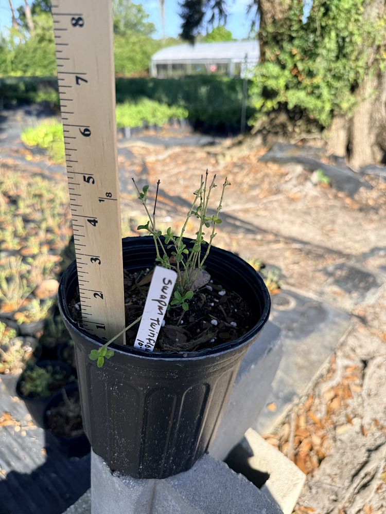 dyschoriste-humistrata-swamp-snakeherb-twinflower