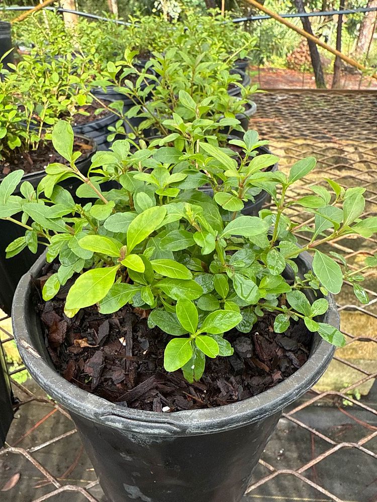 dyschoriste-oblongifolia-oblongleaf-snakeherb-oblongleaf-twin-flower