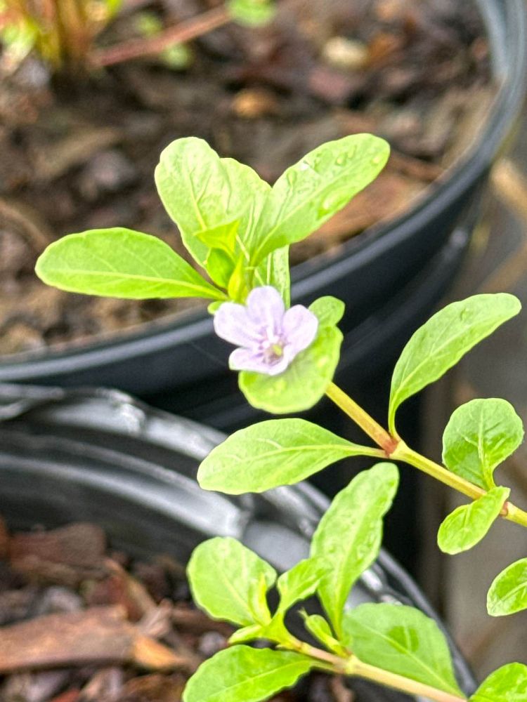 dyschoriste-oblongifolia-oblongleaf-snakeherb-oblongleaf-twin-flower