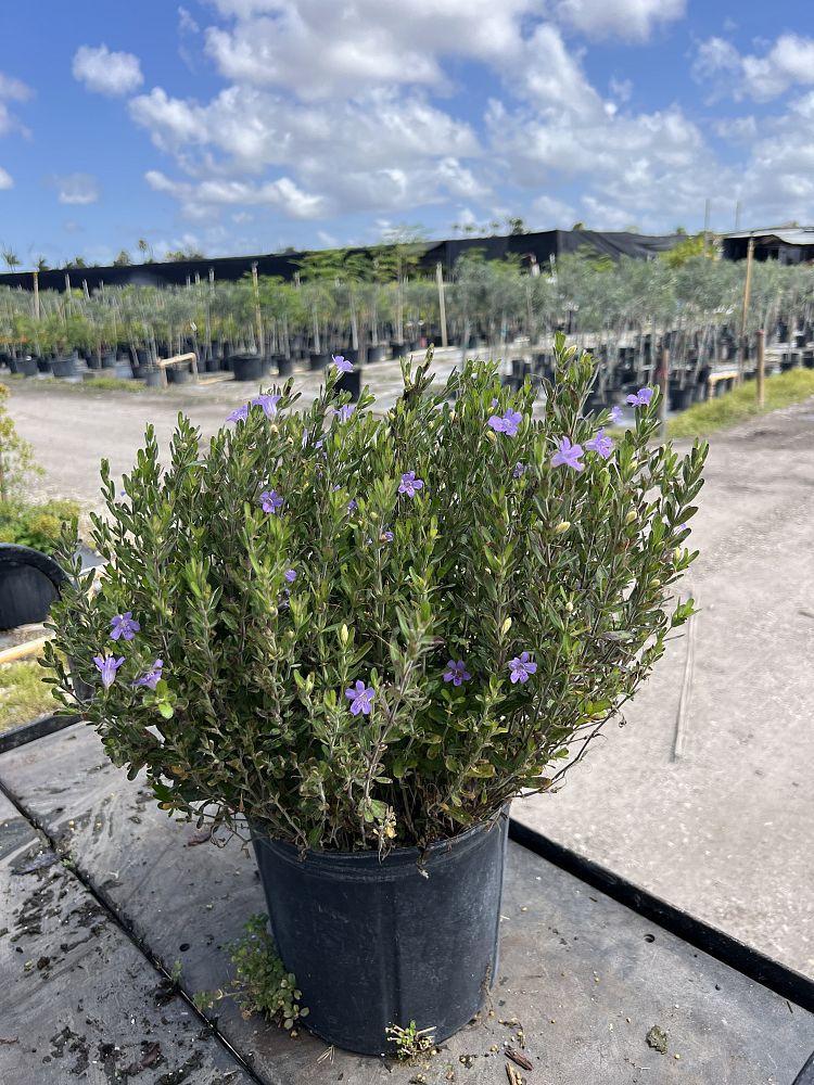 dyschoriste-oblongifolia-oblongleaf-snakeherb-oblongleaf-twin-flower