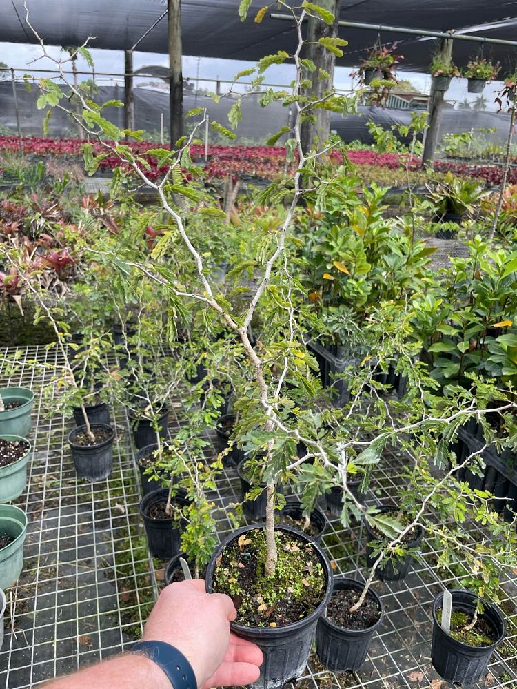ebenopsis-ebano-texas-ebony
