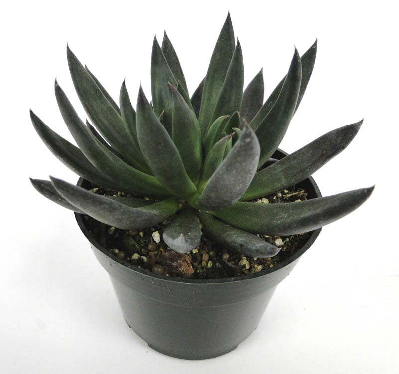 echeveria-affinis