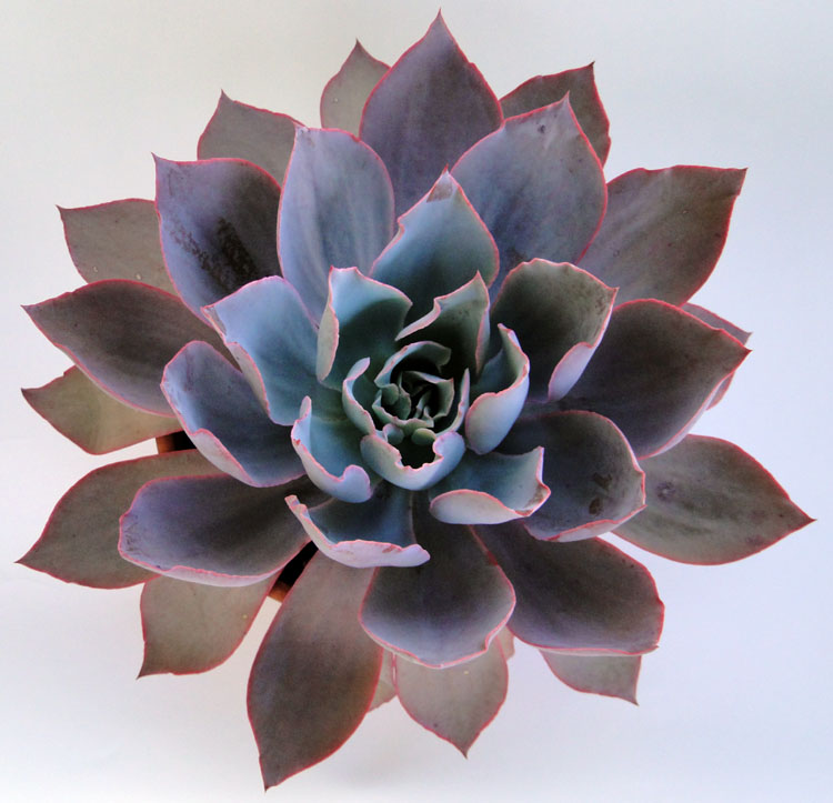 echeveria-afterglow