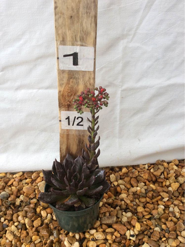 echeveria-agavoides-black-prince