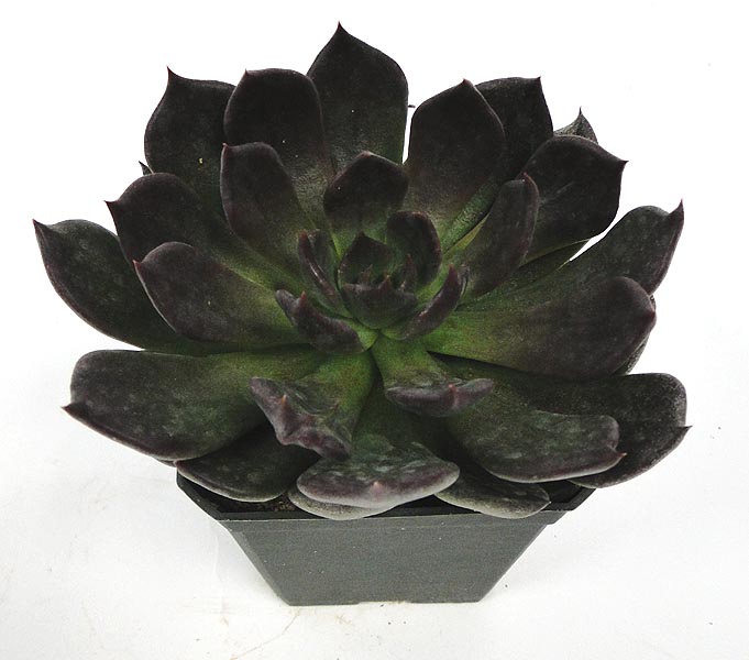 echeveria-agavoides-black-prince