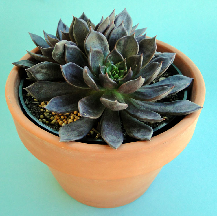 echeveria-agavoides-black-prince