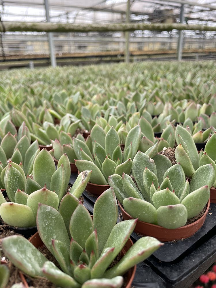 echeveria-agavoides