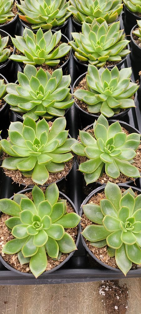 echeveria-agavoides