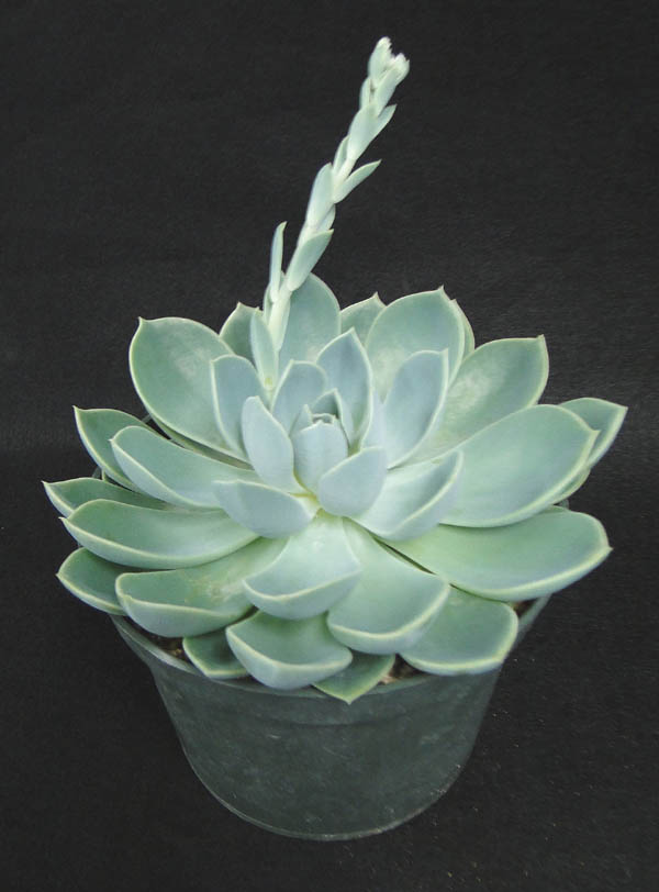 echeveria-blue-atoll