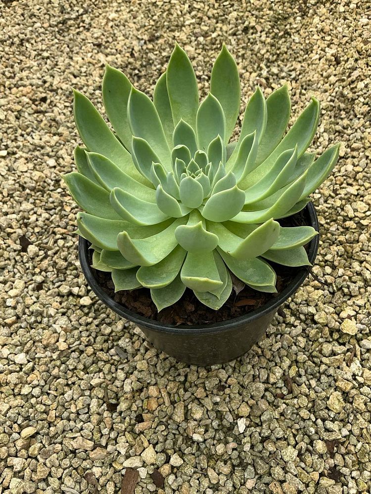 echeveria-blue-atoll