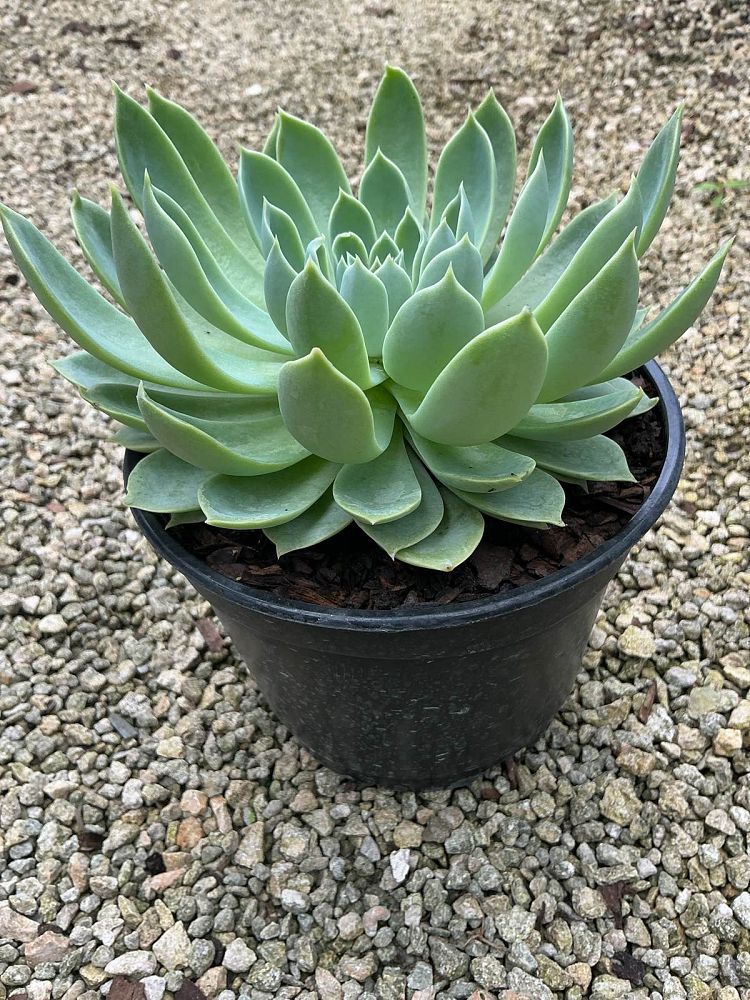 echeveria-blue-atoll