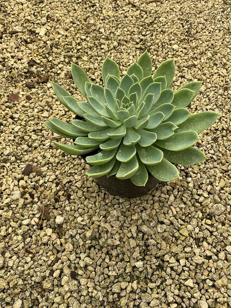 echeveria-blue-atoll