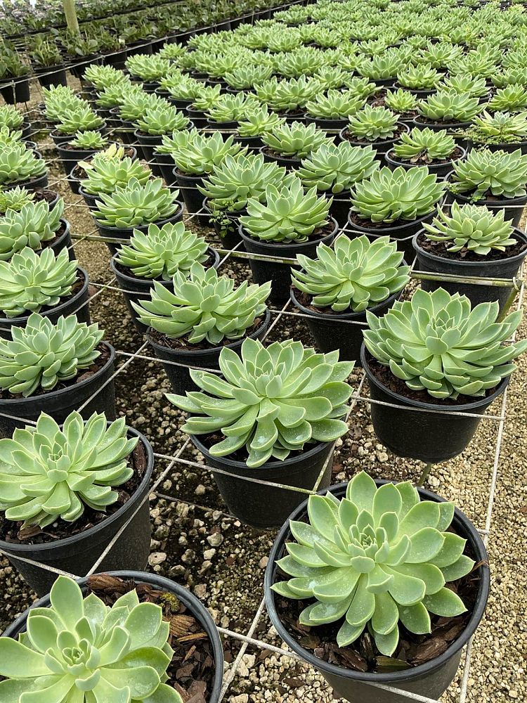 echeveria-blue-atoll