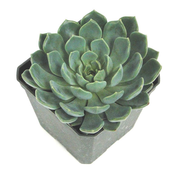 echeveria-blue-wren