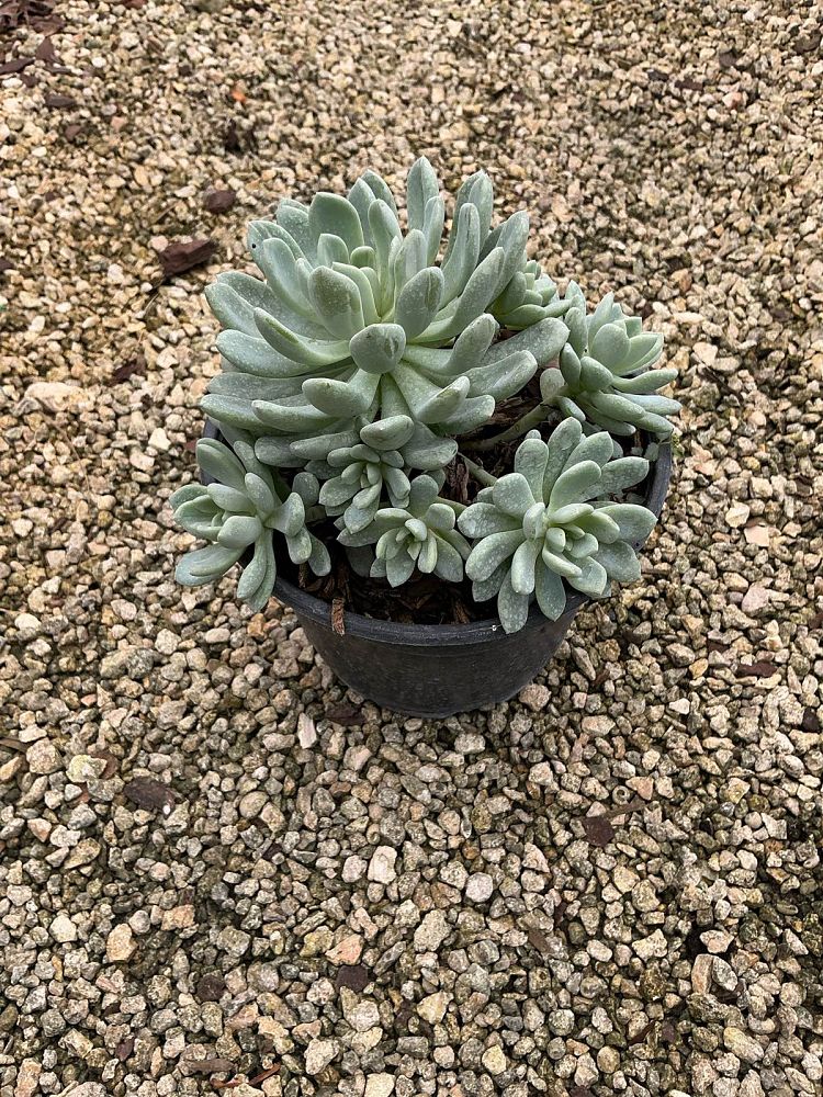 echeveria-blue-wren