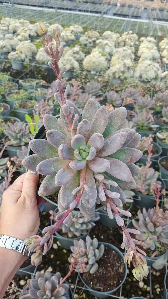 echeveria-debbie