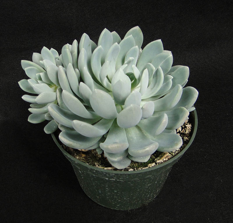 echeveria-elegans