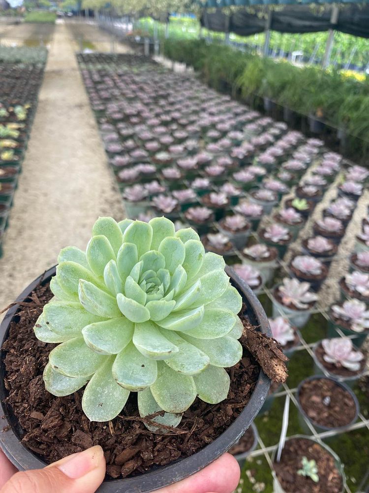echeveria-elegans