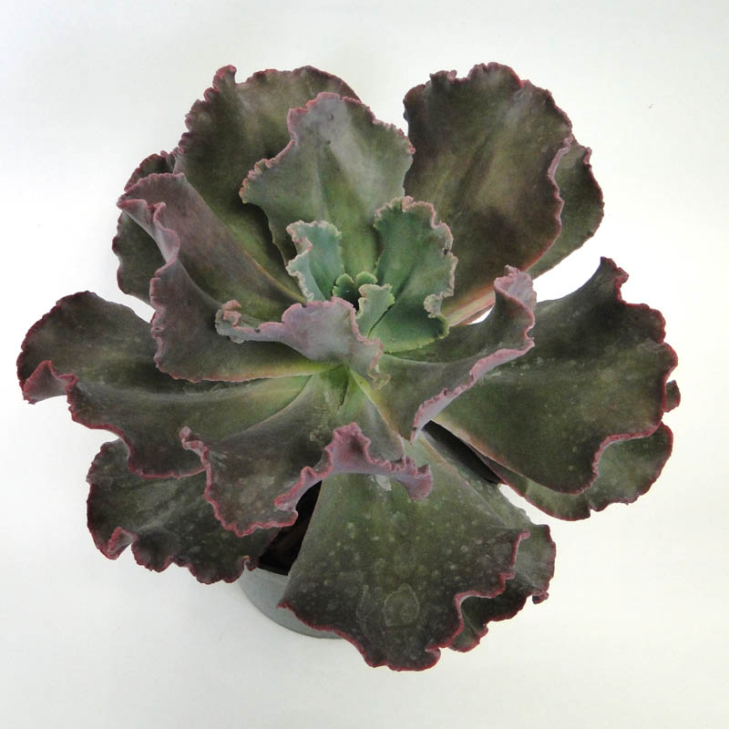 echeveria-gibbiflora-hybrid-coral-reef-trade-red-echeveria