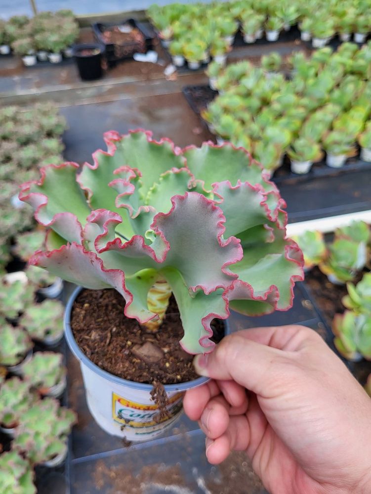 echeveria-gibbiflora-hybrid-coral-reef-trade-red-echeveria