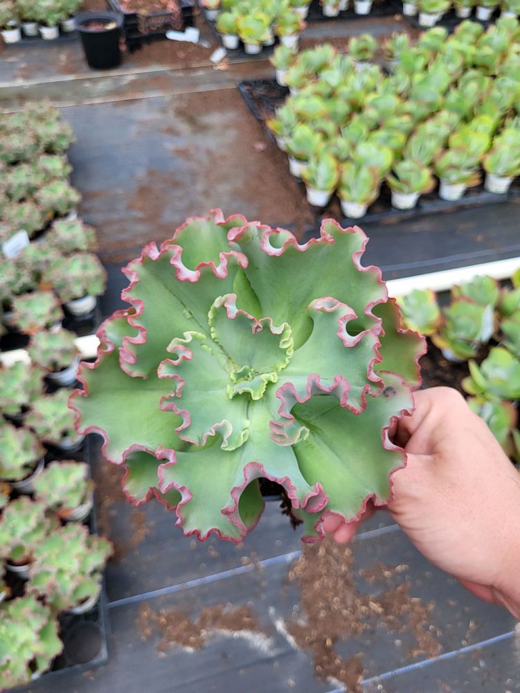 echeveria-gibbiflora-hybrid-coral-reef-trade-red-echeveria