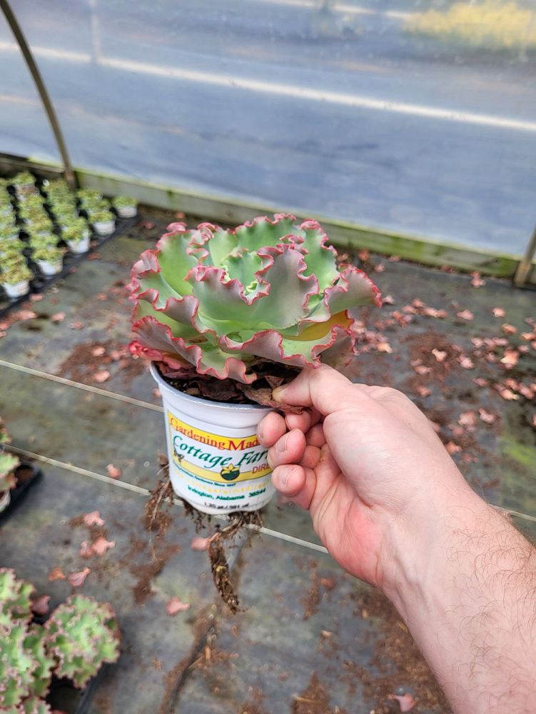 echeveria-gibbiflora-hybrid-coral-reef-trade-red-echeveria