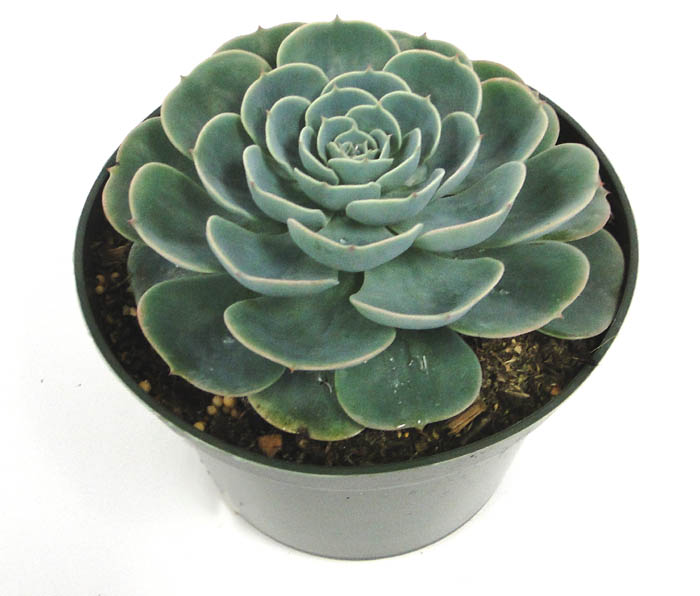 echeveria-glauca