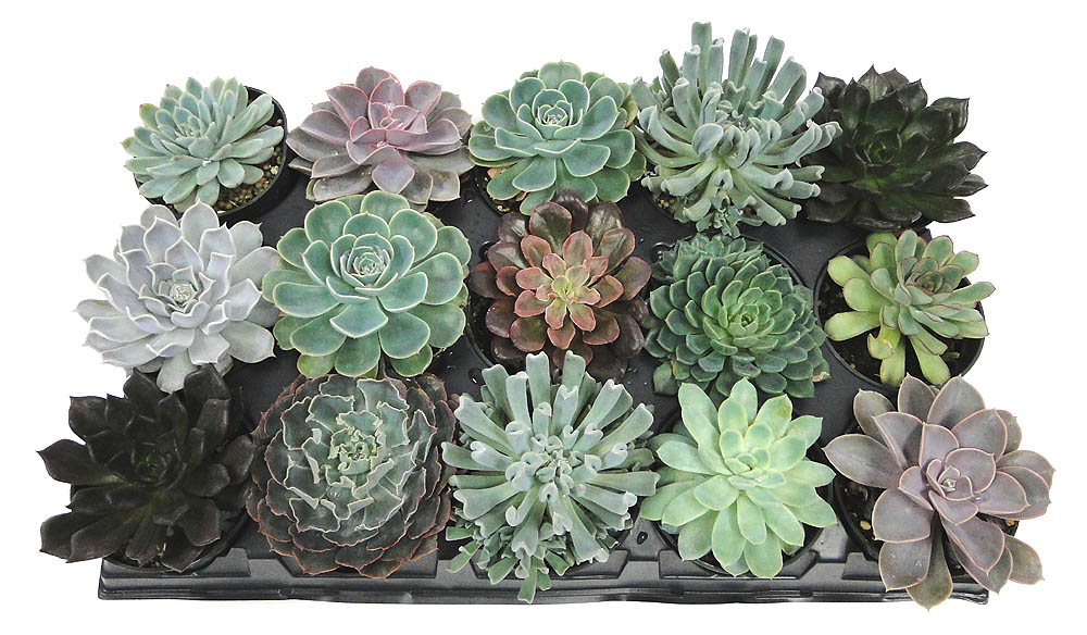 echeveria-hybrids