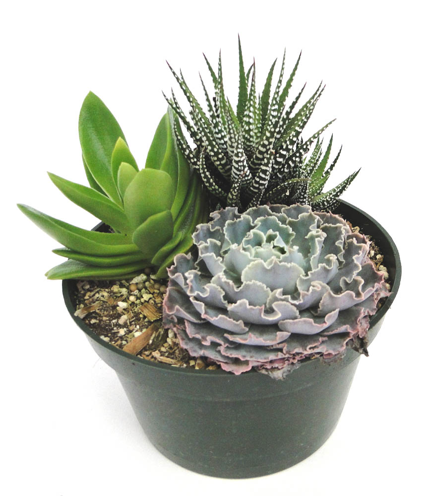 echeveria-hybrids