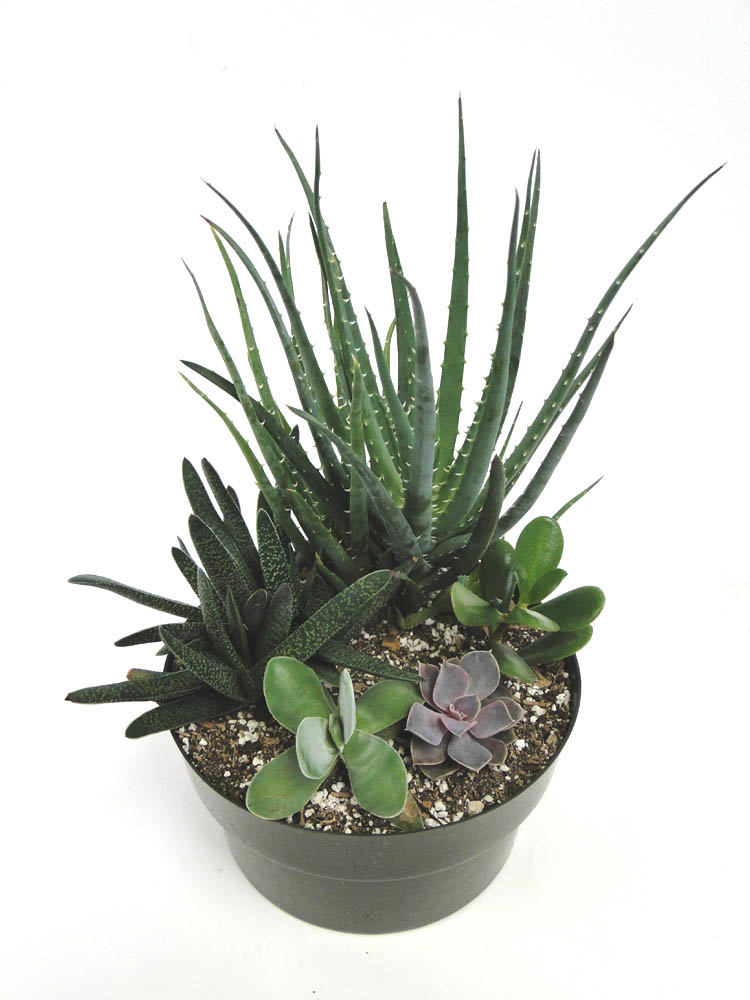 echeveria-hybrids