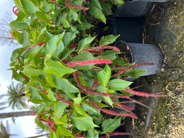 echeveria-leucotricha-chenille-plant