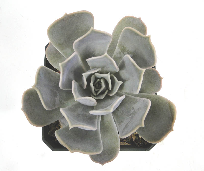 echeveria-lilacina