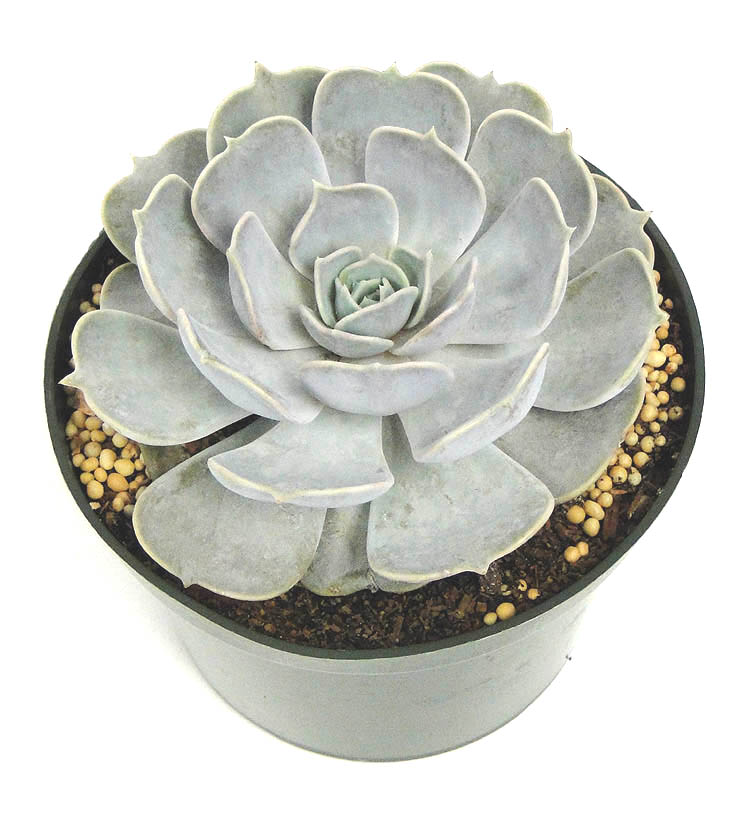 echeveria-lilacina
