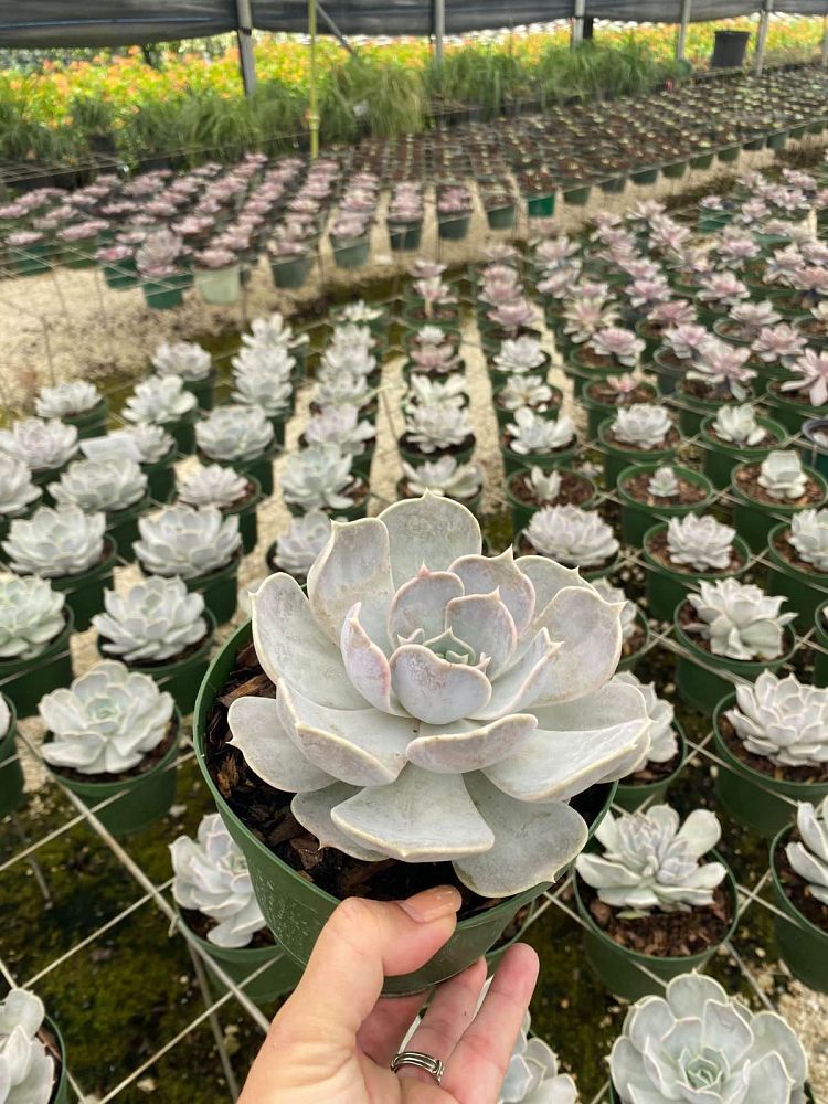 echeveria-lilacina