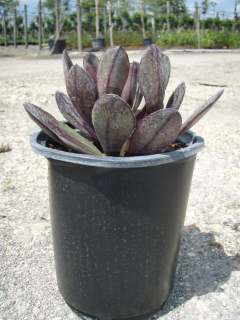 echeveria-nodulosa-painted-echeveria