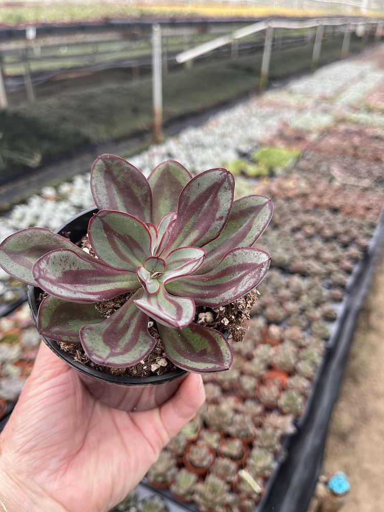 echeveria-nodulosa-painted-echeveria