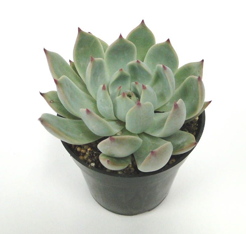 echeveria-parva