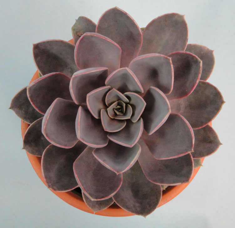echeveria-perle-von-nurnberg