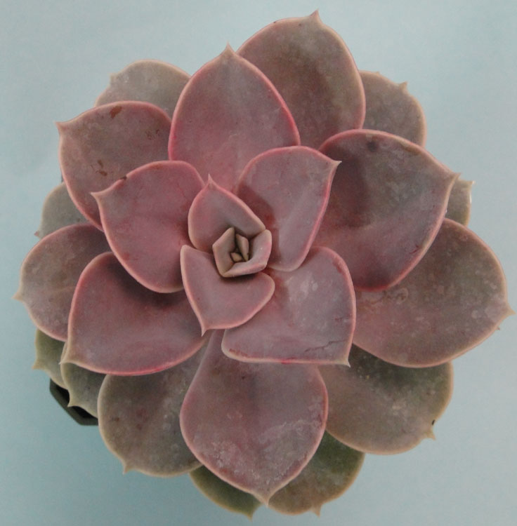 echeveria-perle-von-nurnberg