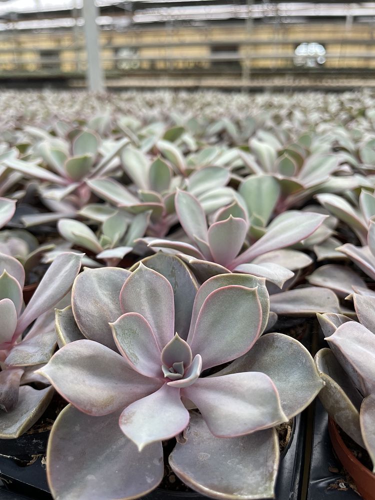 echeveria-perle-von-nurnberg