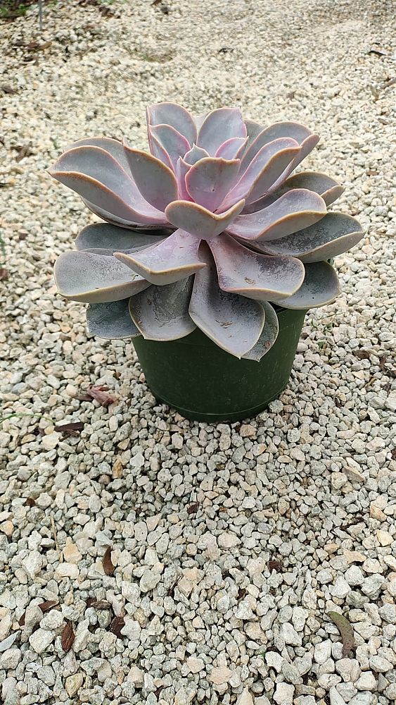 echeveria-perle-von-nurnberg