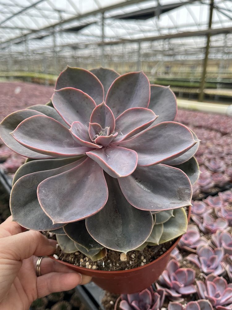echeveria-perle-von-nurnberg