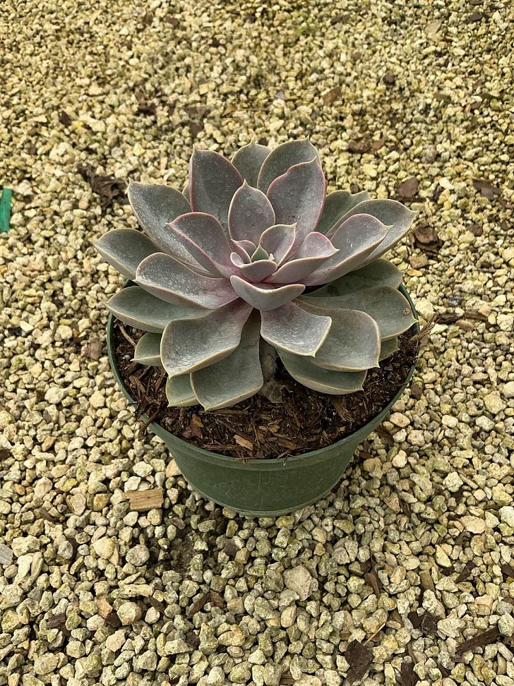 echeveria-perle-von-nurnberg