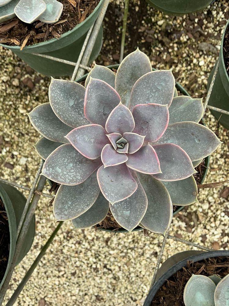 echeveria-perle-von-nurnberg