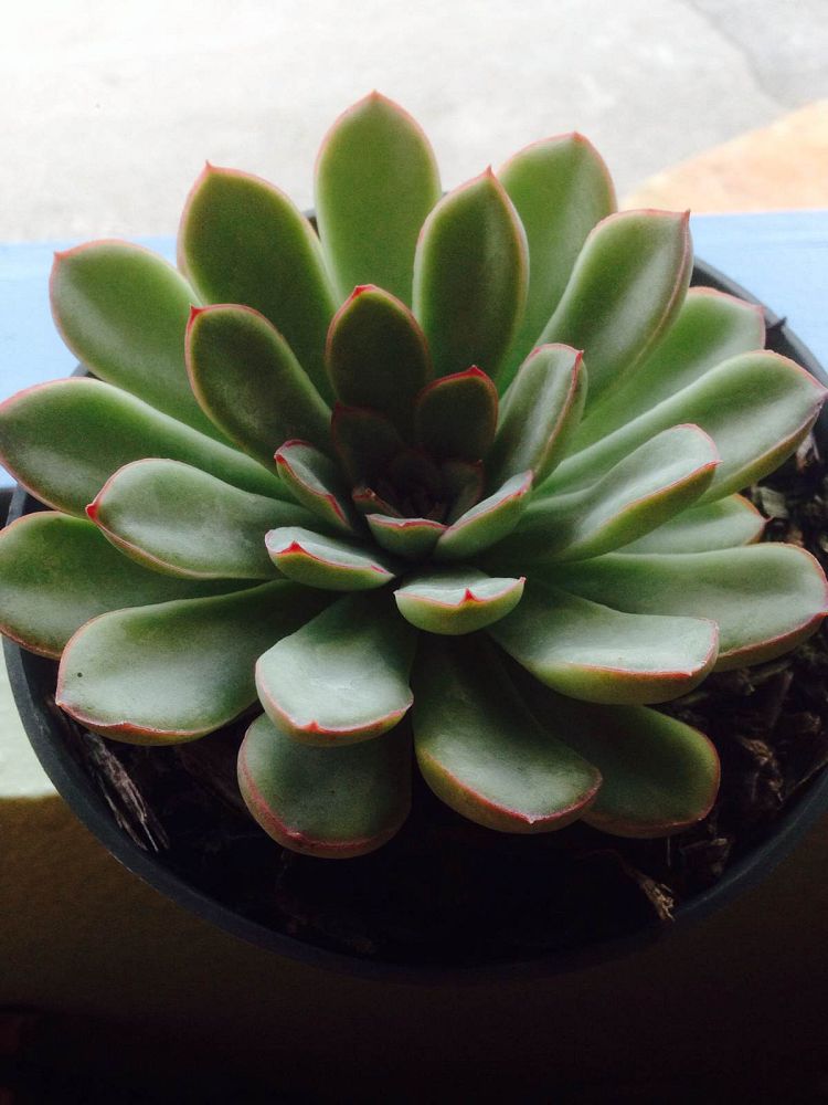 echeveria-pulidonis