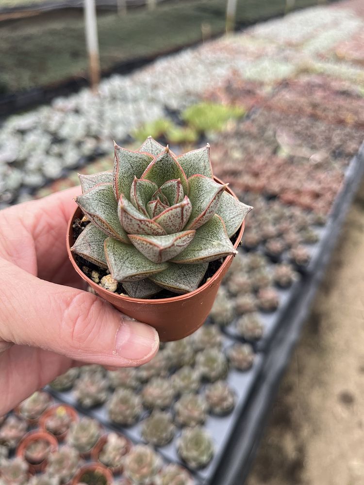 echeveria-purpusorum