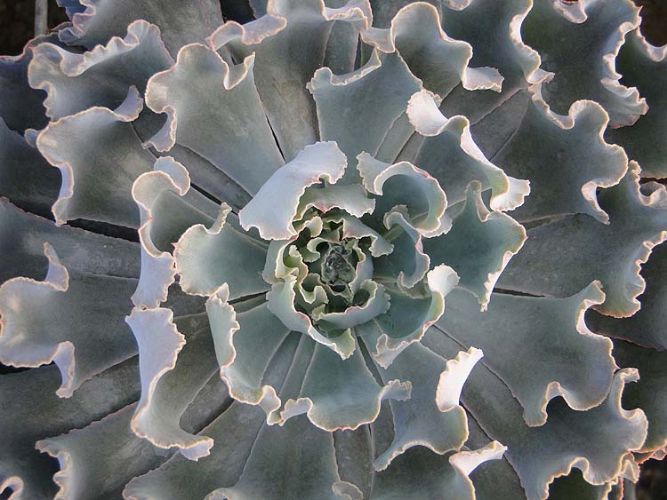 echeveria-rosea